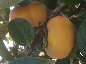 차량 단감  