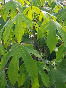 엄나무