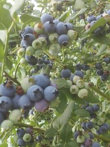 블루베리(3년생)