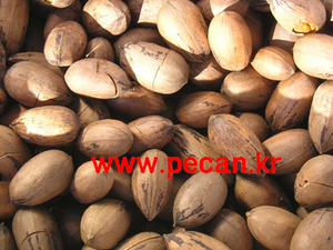 페칸열매(1kg)