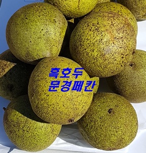 흑호두피(kg)