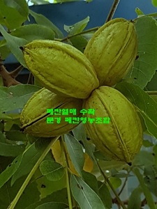 메이저 페칸(접목)