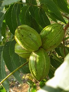수훈(일반종)