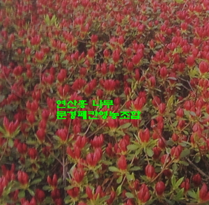 연산홍